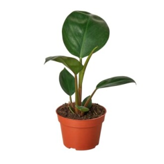 Potted philodendron plant with green leaves.