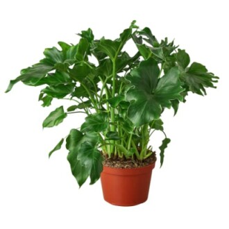 Philodendron plant in a brown pot