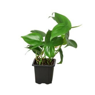 Potted philodendron plant with green leaves