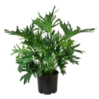 Potted philodendron plant with large green leaves