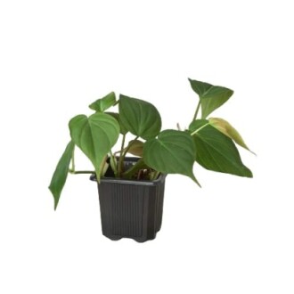 Potted philodendron plant with green leaves