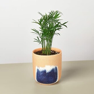 Small green plant in a decorative ceramic pot