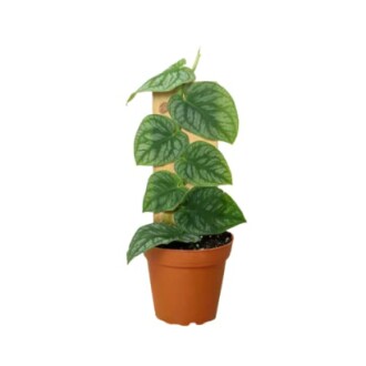 Potted plant with large green leaves on a wooden support.