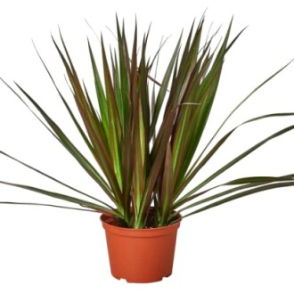 Potted plant with long spiky leaves