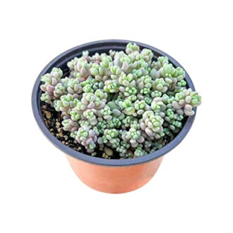 Potted succulent plant with small, round leaves