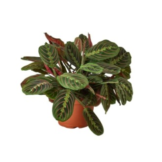 Prayer plant with green and red leaves in a pot