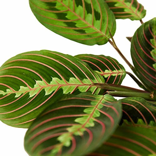 Close-up of prayer plant leaves with pink and green patterns