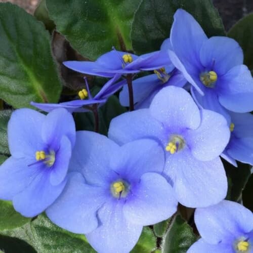 Close-up of purple African violets with green leaves