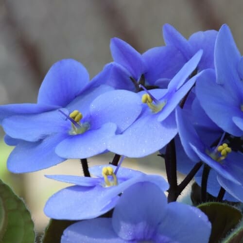 Close-up of purple African violets in bloom