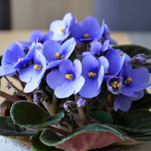 Purple African violets with green leaves