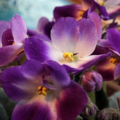 Close-up of purple African violets with yellow centers.