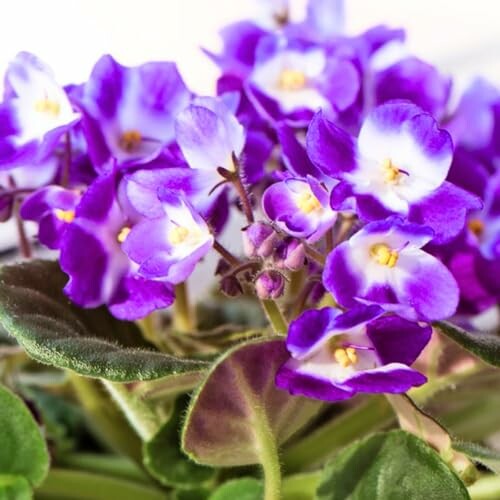 Close-up of purple African violets with green leaves.