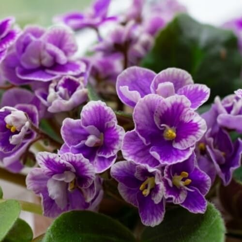 Close-up of purple African violets with green leaves