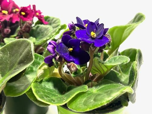 Purple African violets with green leaves in a pot.