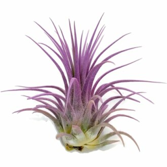 Ionantha Guatemala Tillandsia Air Plant