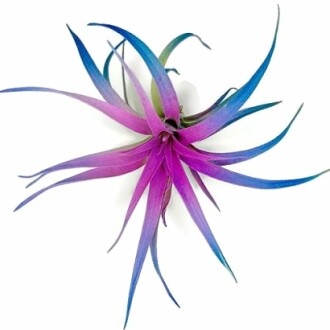 Purple and blue air plant with spiky leaves