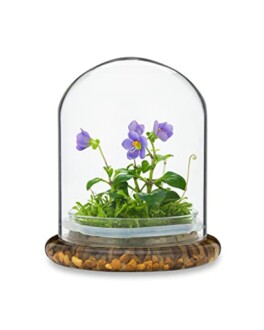 Purple flower in a glass terrarium with moss and stones.