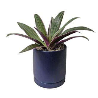 Potted plant with purple and green leaves in a dark blue pot