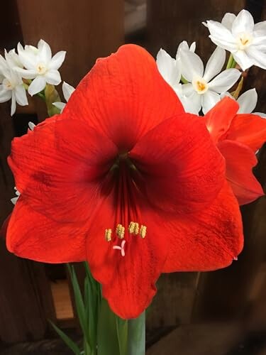 Red amaryllis flower with white flowers in the background