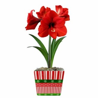 Red amaryllis flower in a festive pot