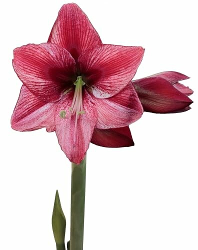 Red amaryllis flower in bloom