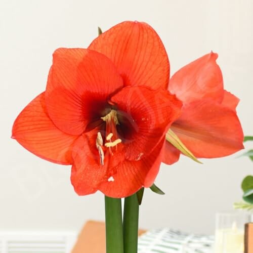 Red amaryllis flower in bloom