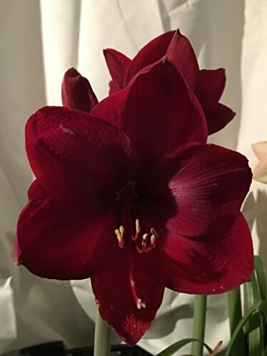 Red amaryllis flower in bloom