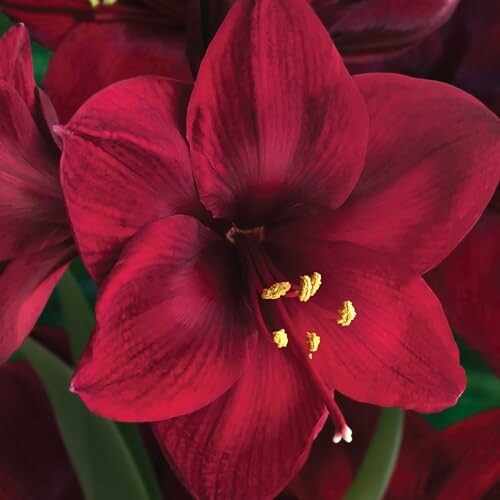 Close-up of a red amaryllis flower in bloom