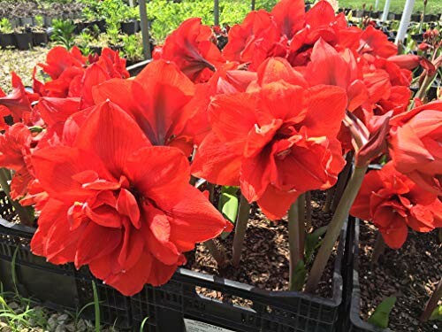 Vibrant red amaryllis flowers in a garden setting