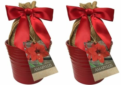 Two red gift pots with amaryllis flower tags and burlap wrapping