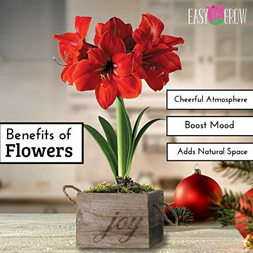 Red flower in a wooden pot with benefits of flowers listed.