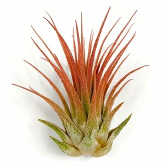 Ionantha Guatemala Air Plant