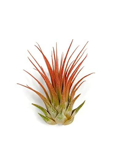 Red spiky air plant on white background