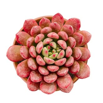 Red succulent plant in a pot