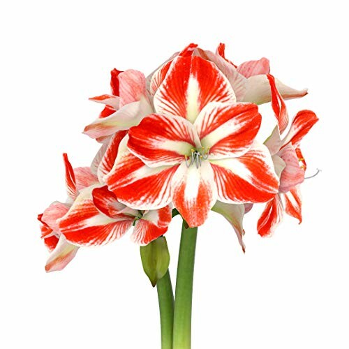 Cluster of red and white amaryllis flowers