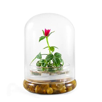 Bloomify Live Rose Terrarium