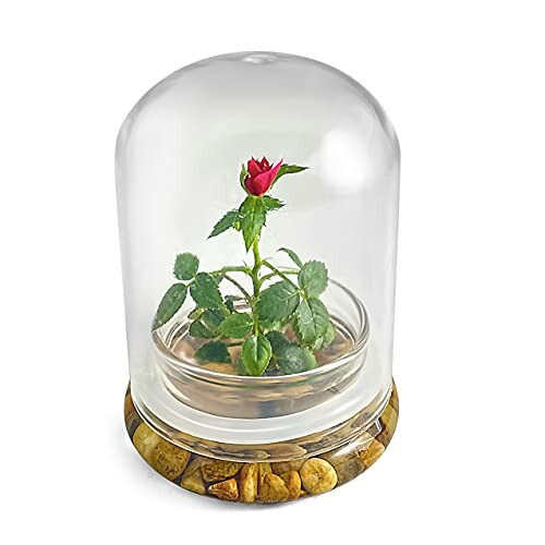 Red rose under a glass dome on a stone base