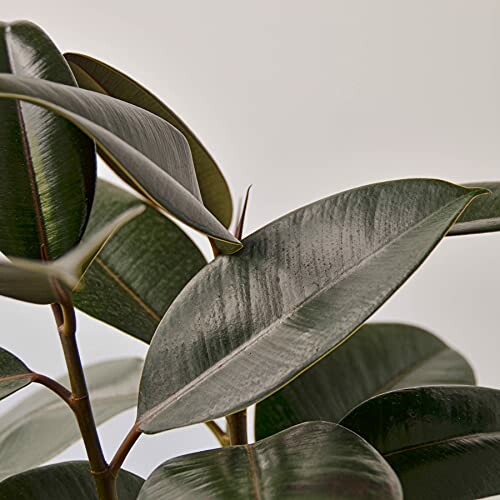 Close-up of rubber plant leaves against a plain background