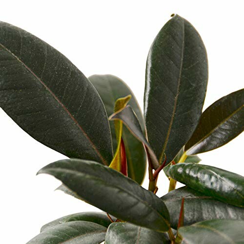 Ficus 'Burgundy'