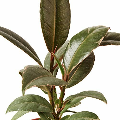 Close-up of rubber plant leaves against white background