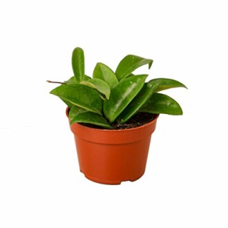 Small green plant in a brown pot