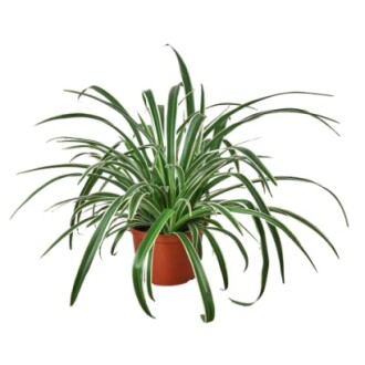 Spider Plant 'Reverse'