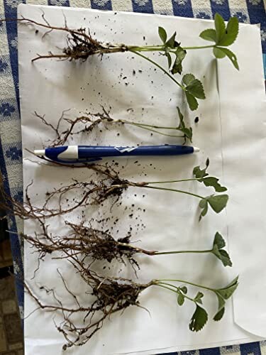 Strawberry seedlings with roots and a pen for scale.