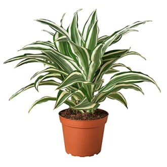 Striped Dracaena plant in a brown pot