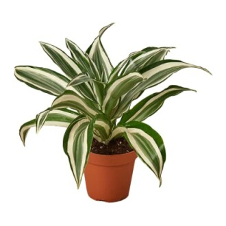 Dracaena 'White Jewel'