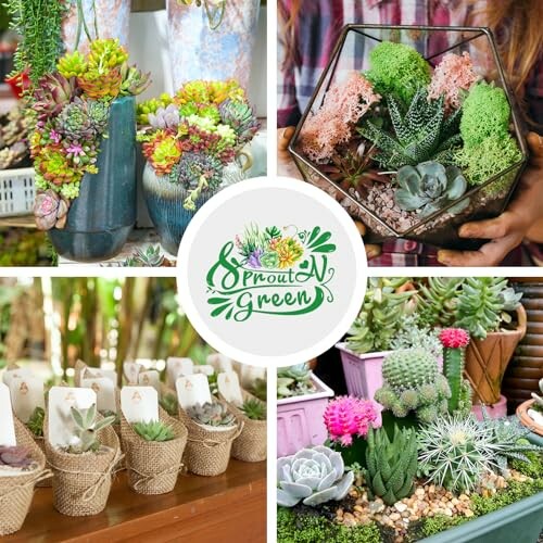 Various succulent plant arrangements in decorative pots.