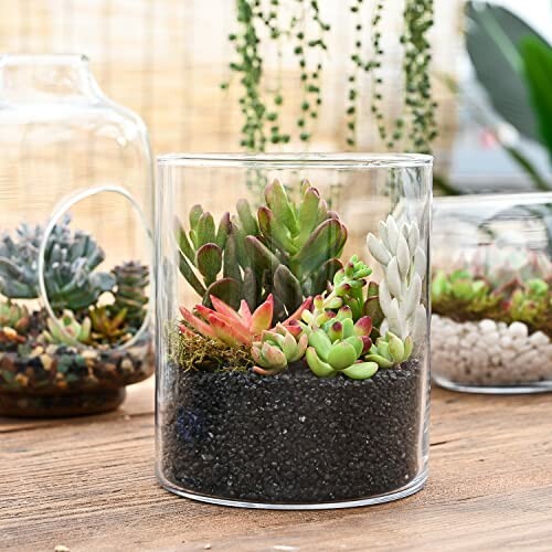 Succulent terrarium in a glass container with various plants.