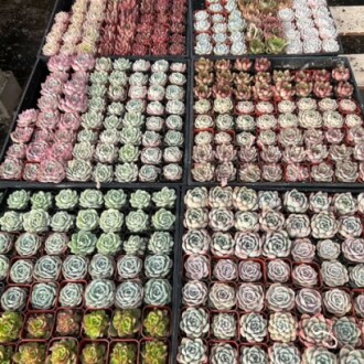 Multiple trays of assorted succulents in small pots.