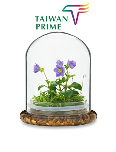 Persian Violet Terrarium