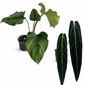 Two potted tropical plants with large green leaves.